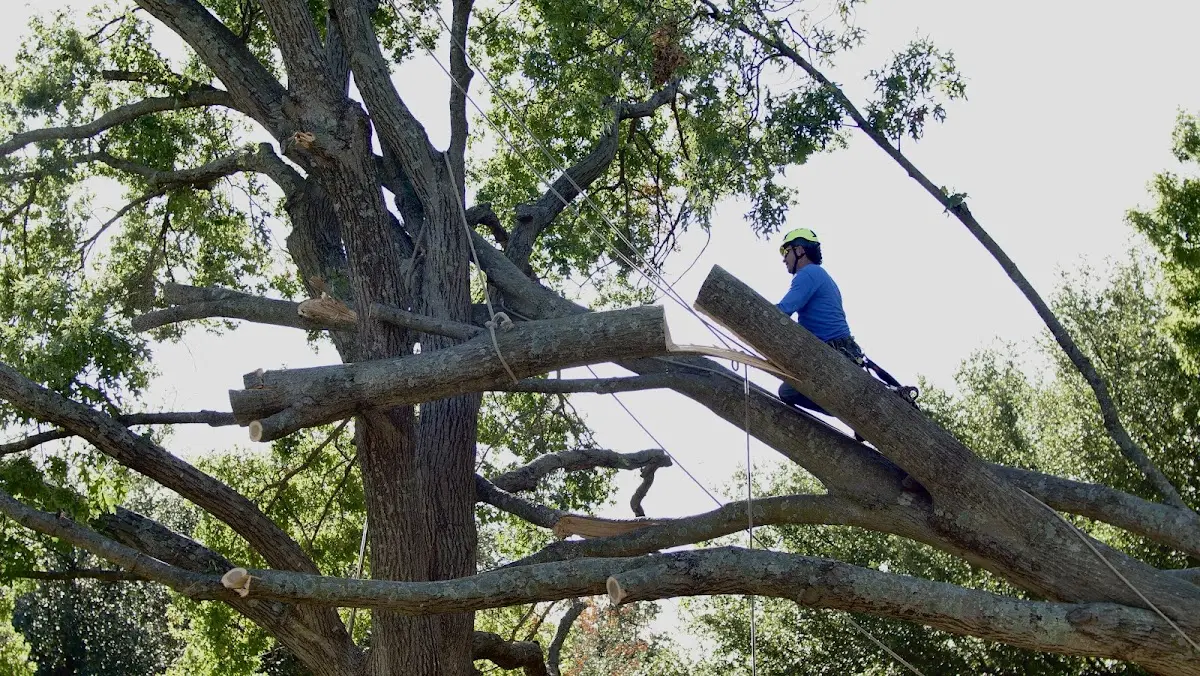 Professional Crown Thinning performed by certified arborists in New Haven